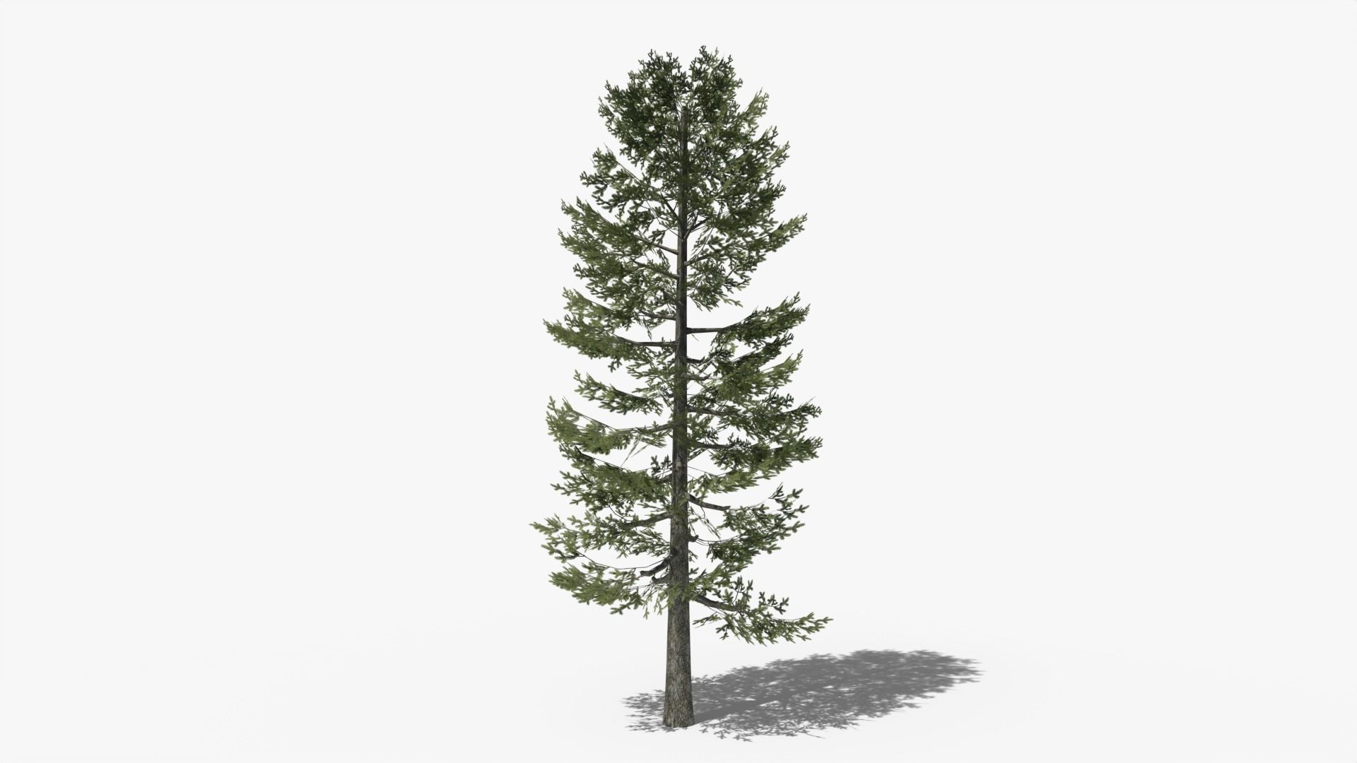 Lowpoly Pine v4 Low-poly 3D model_2