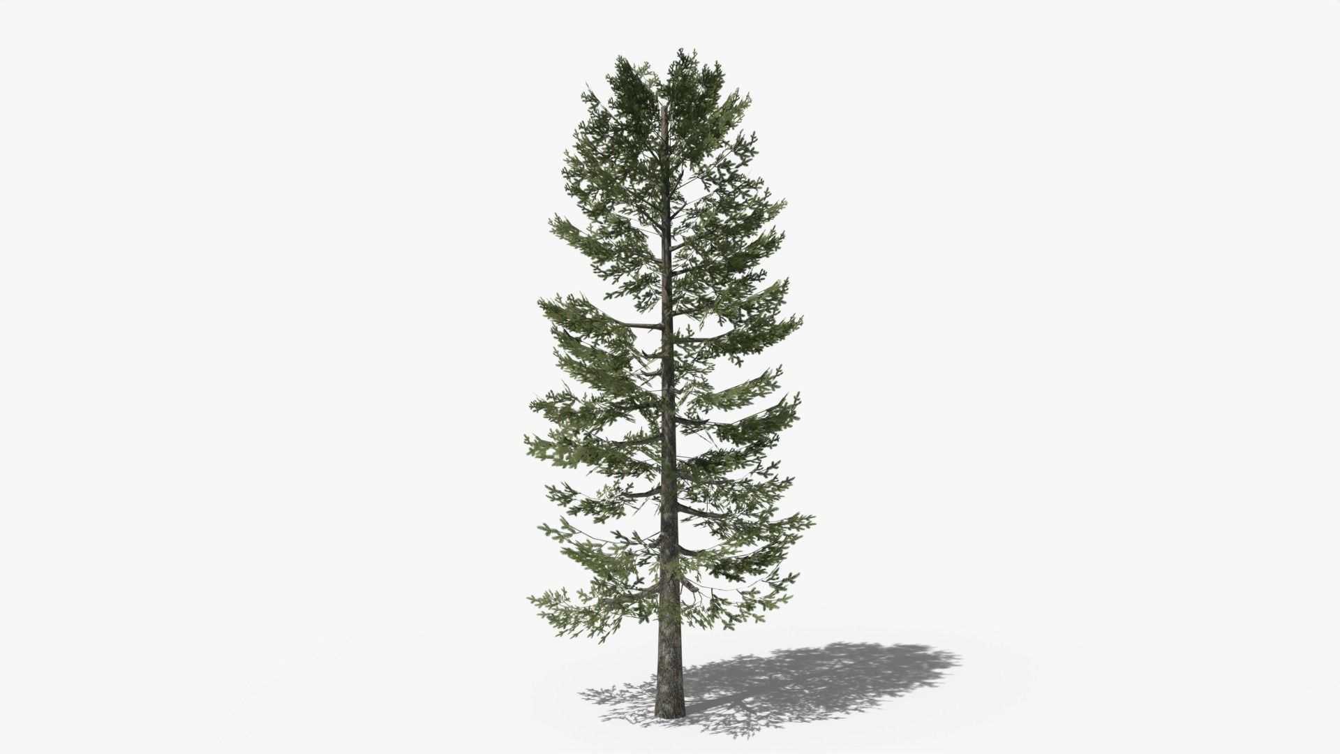 Lowpoly Pine v4 Low-poly 3D model_5