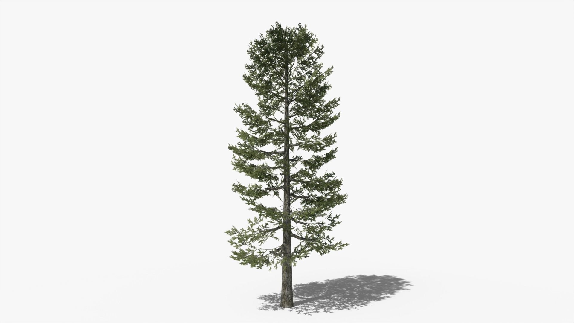 Lowpoly Pine v4 Low-poly 3D model_4