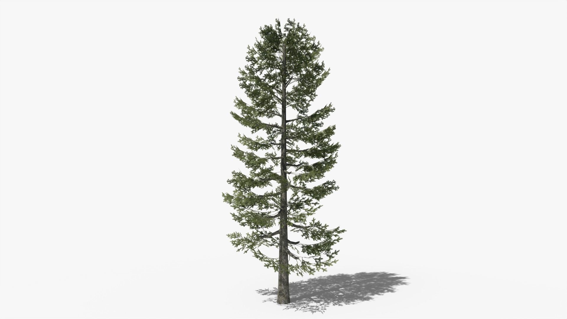 Lowpoly Pine v4 Low-poly 3D model_1