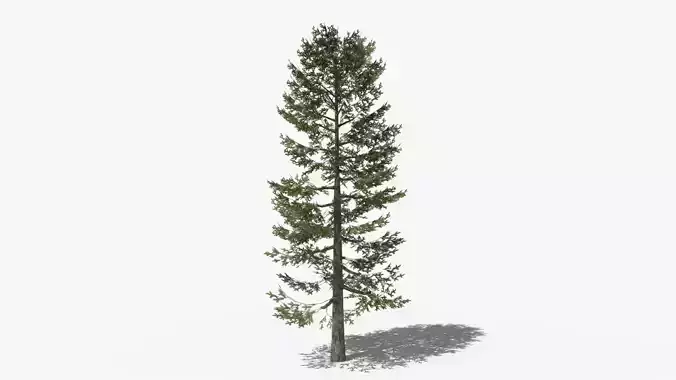 Lowpoly Pine v4 Low-poly 3D model