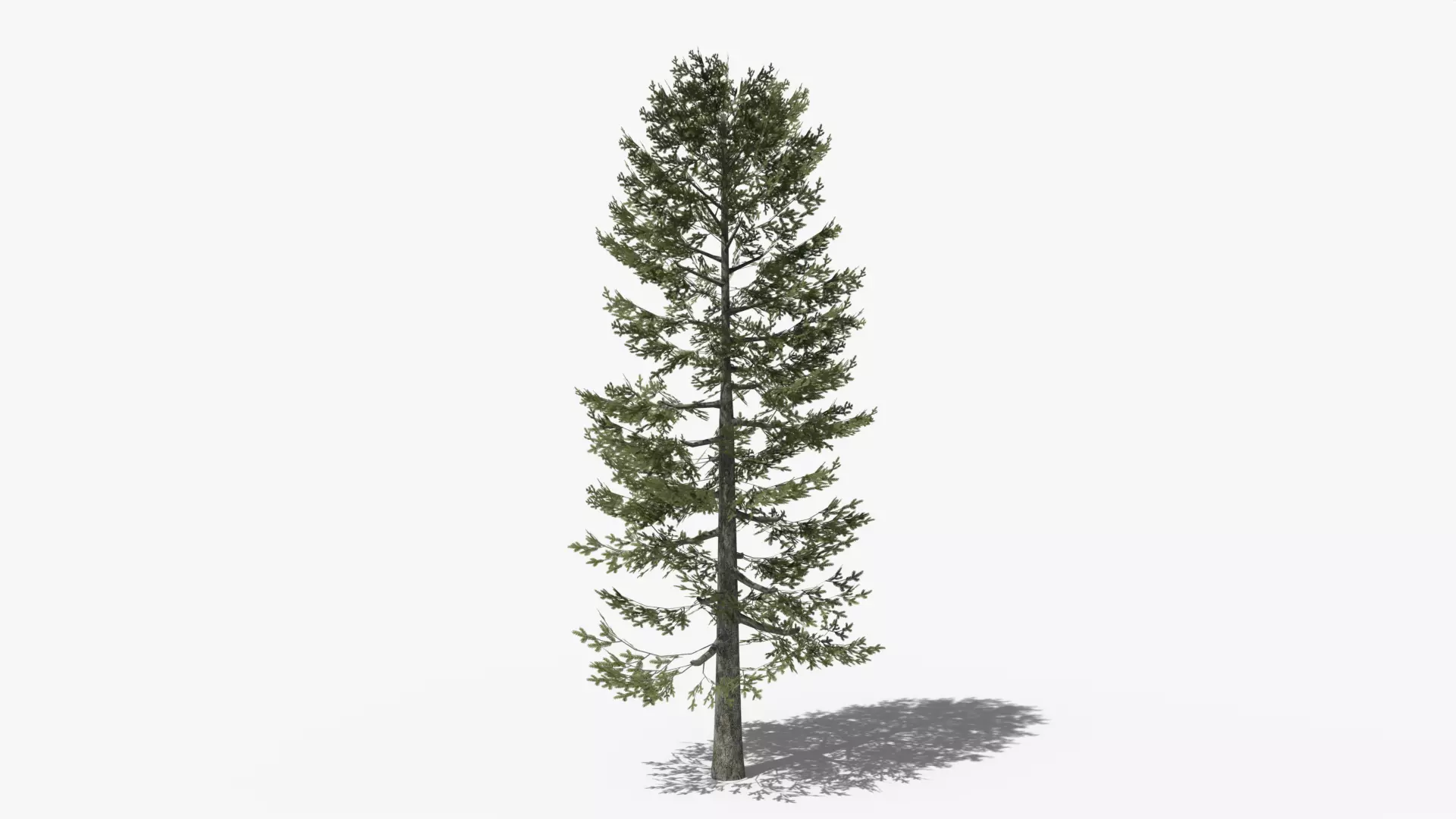 Lowpoly Pine v4 Low-poly 3D model_0