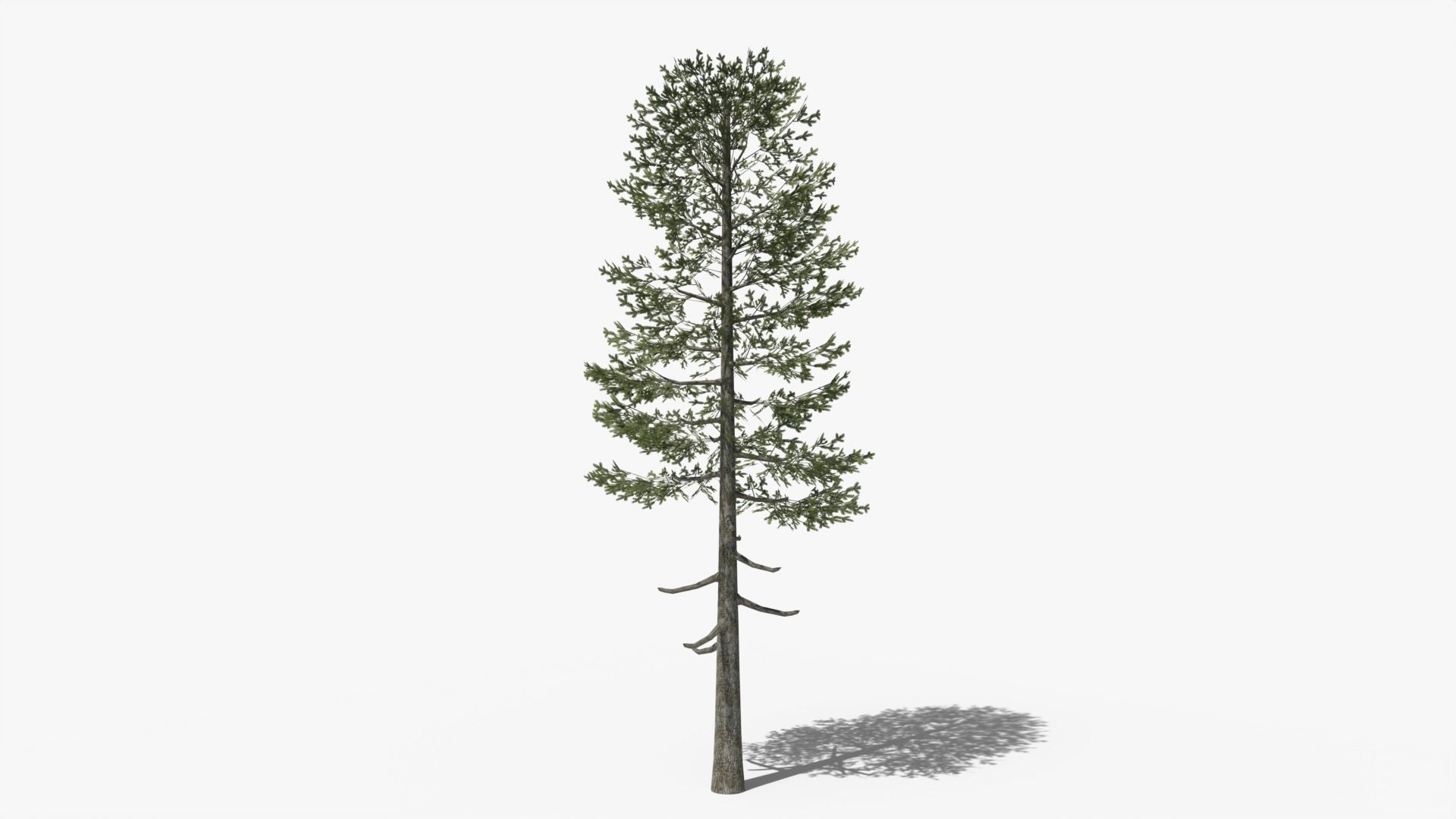 Lowpoly Pine v5 Low-poly 3D model_4