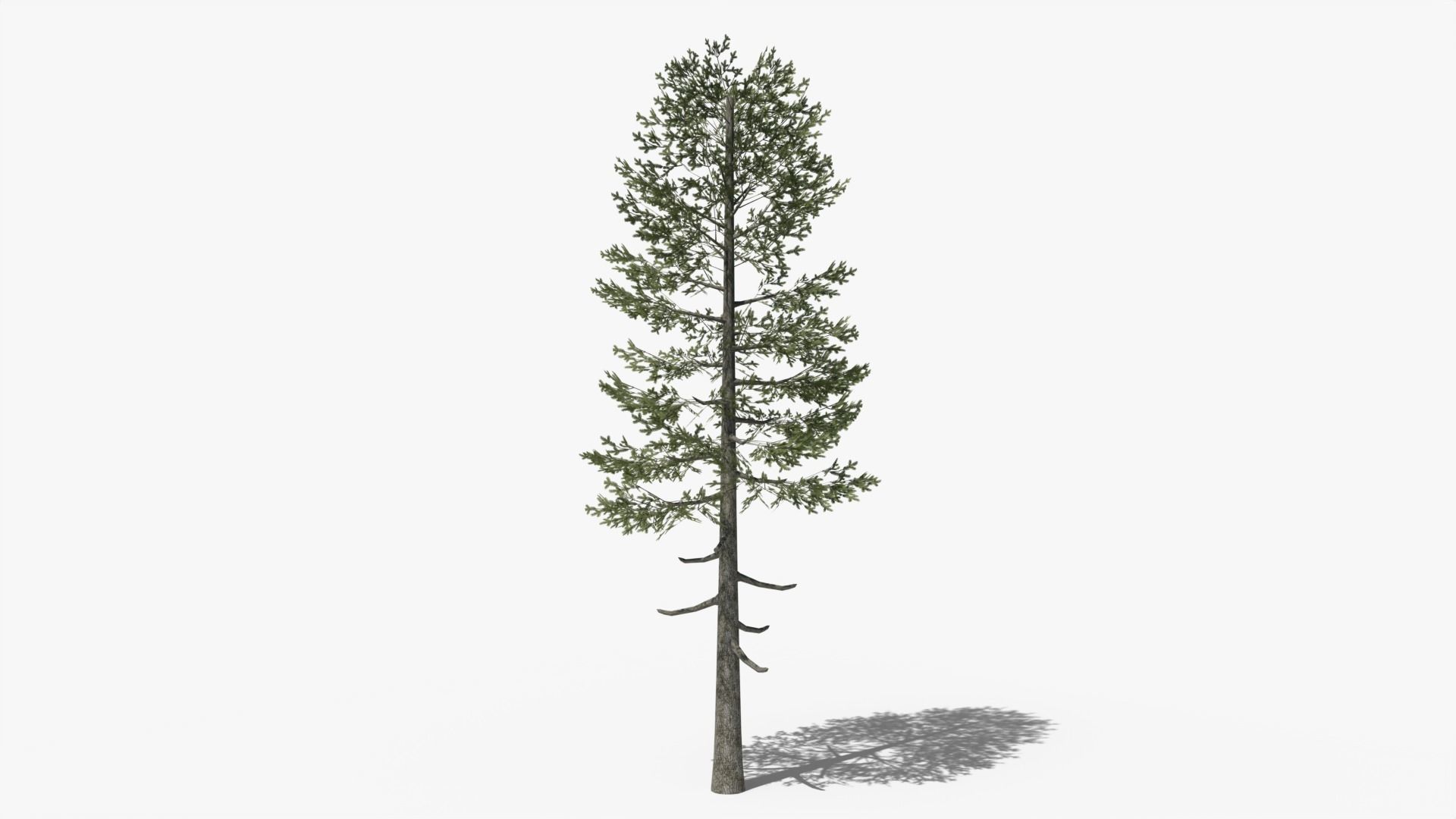Lowpoly Pine v5 Low-poly 3D model_1