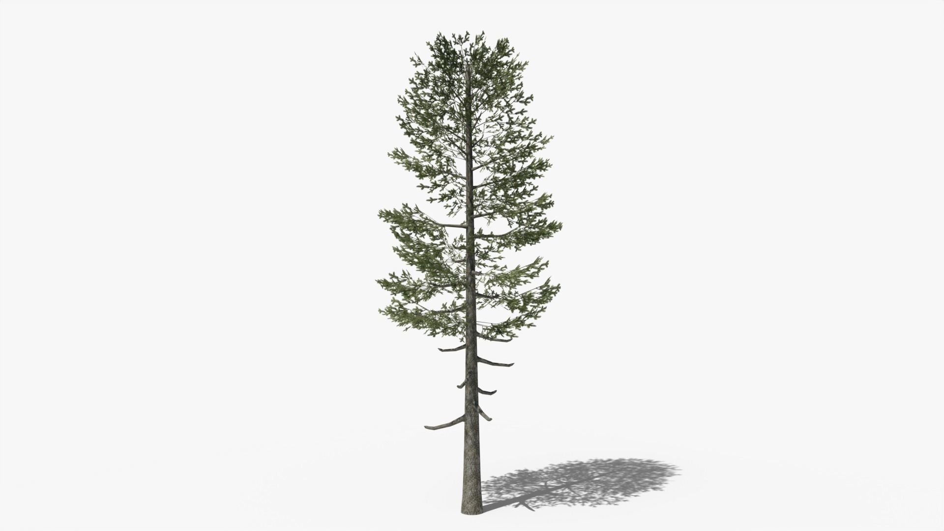 Lowpoly Pine v5 Low-poly 3D model_5