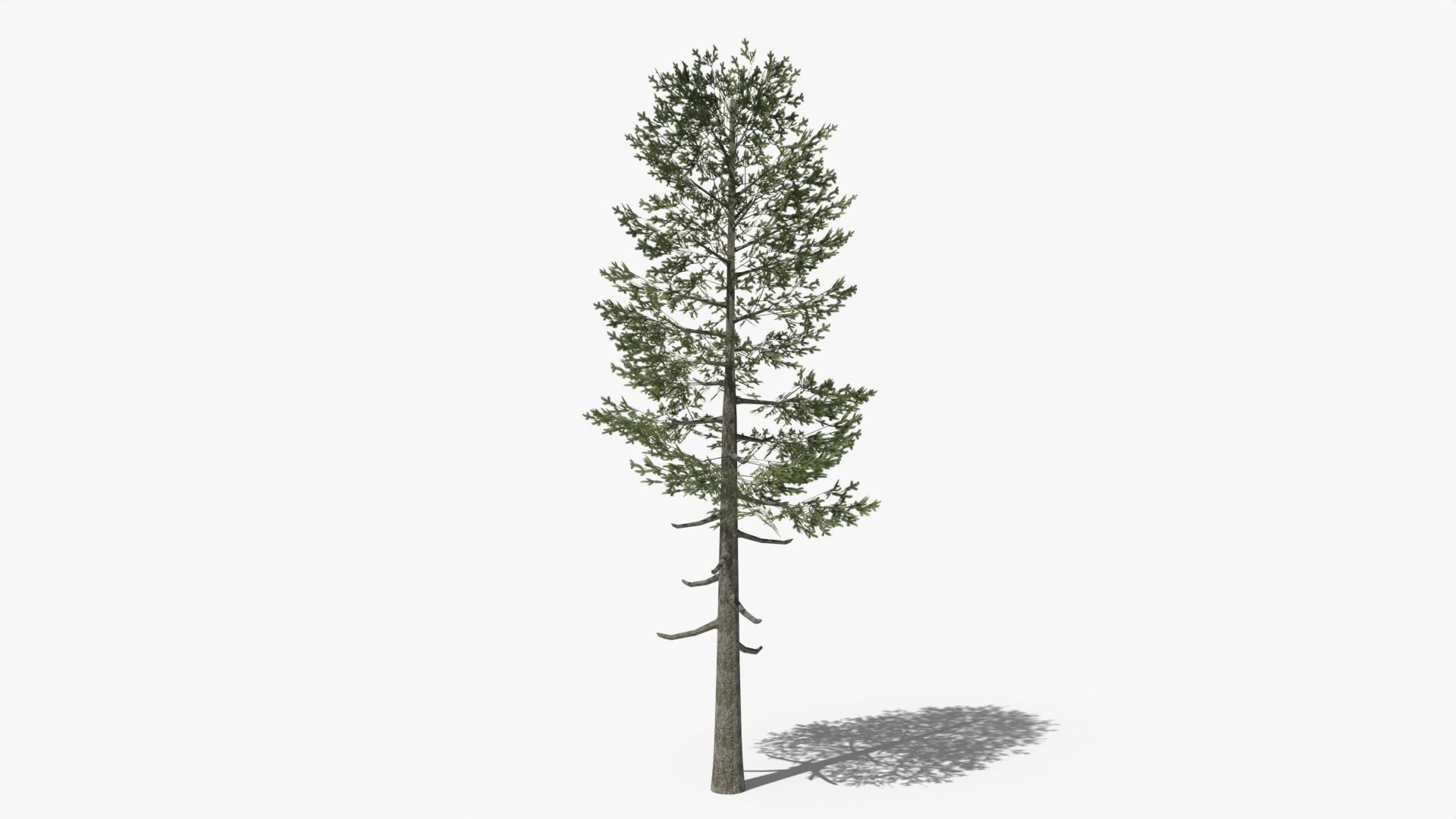 Lowpoly Pine v5 Low-poly 3D model_3