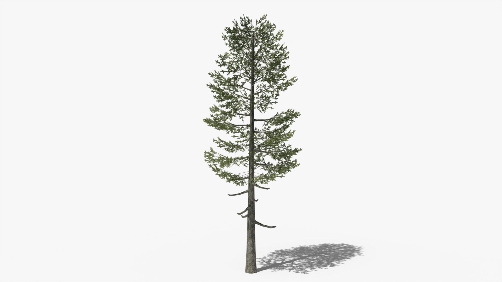 Lowpoly Pine v5 Low-poly 3D model_2