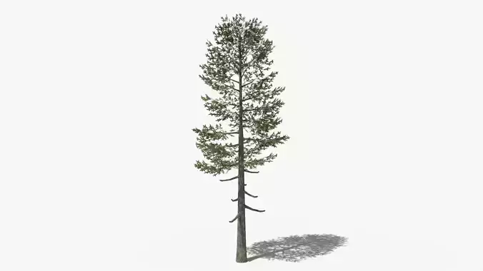 Lowpoly Pine v5 Low-poly 3D model