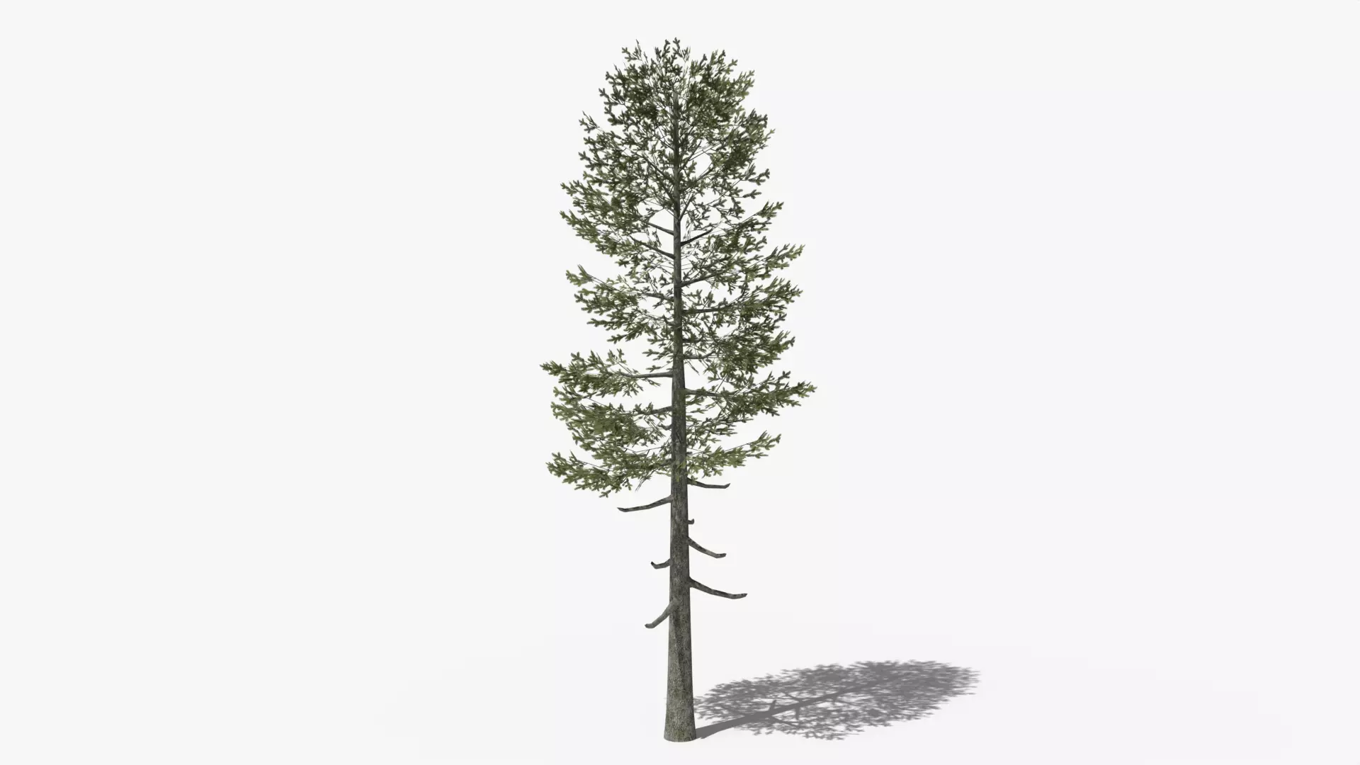 Lowpoly Pine v5 Low-poly 3D model_0