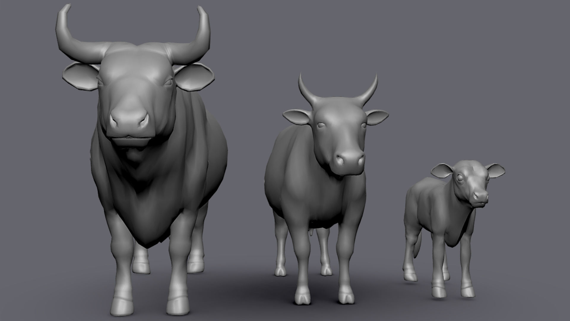 Cow Family II Basemesh 3D Model Collection_3