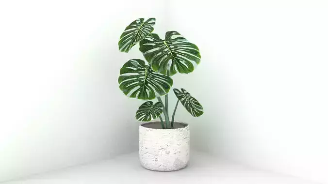 Monstera 01