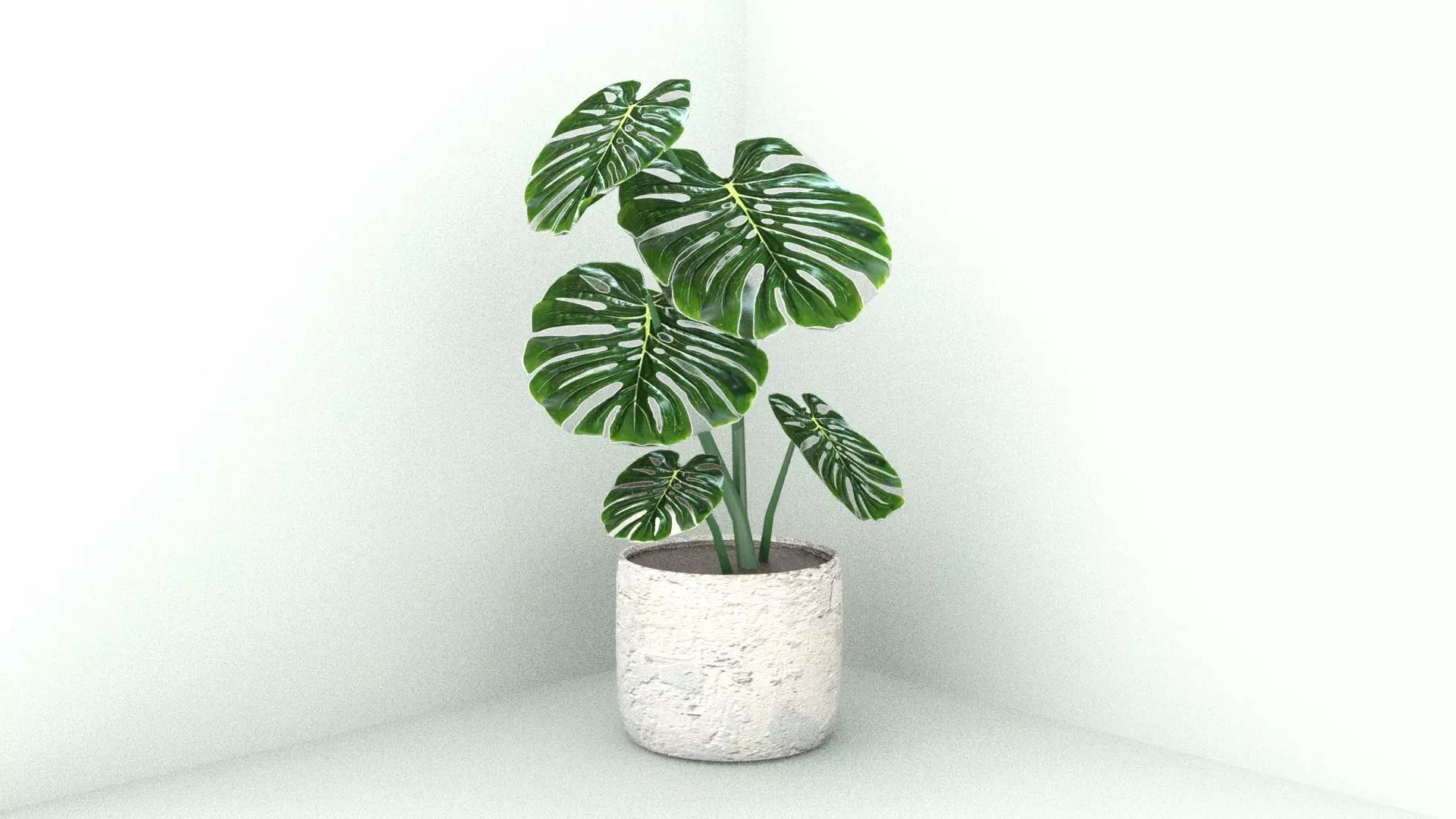 Monstera 01 Free 3D model