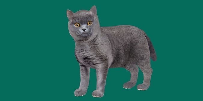 British ShortHair Cat 3D model