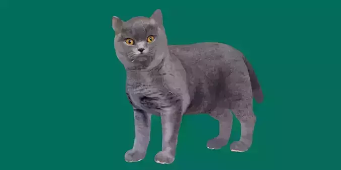 British ShortHair Cat