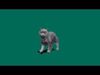 British ShortHair Cat 3D model_1