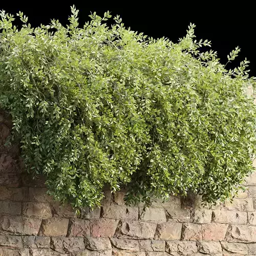 Hanging wall creeper plants collection vol 230