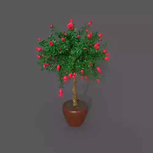 Pomegranate Tree