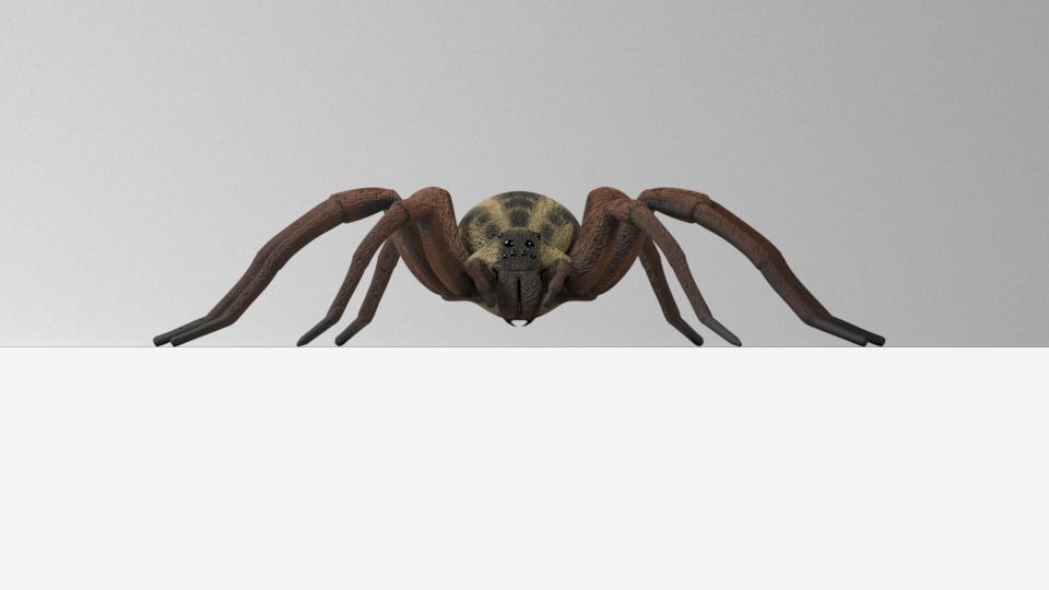 Wolf Spider Low-poly 3D model_5