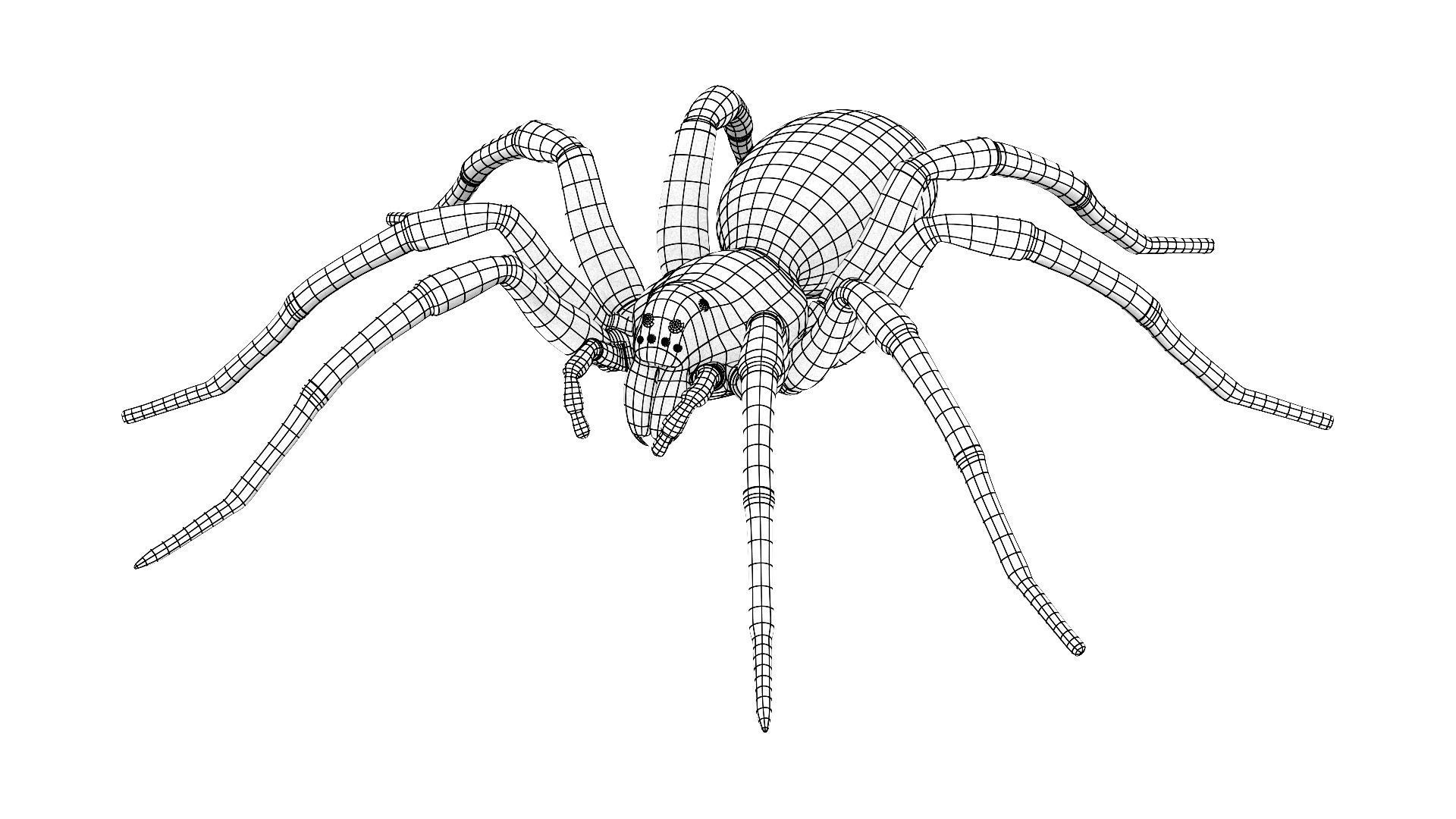 Wolf Spider Low-poly 3D model_4
