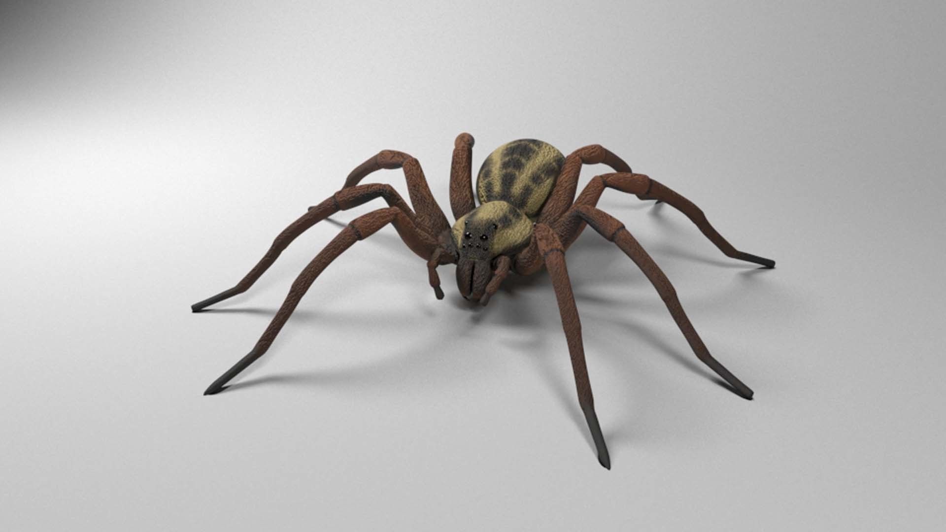 Wolf Spider Low-poly 3D model_2