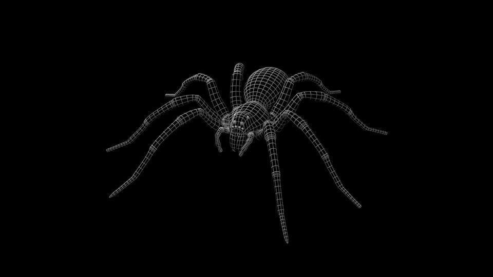 Wolf Spider Low-poly 3D model_10