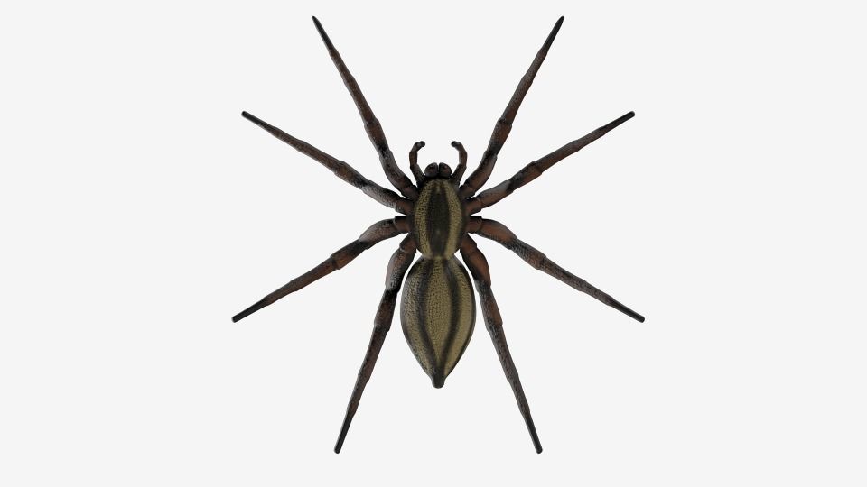 Wolf Spider Low-poly 3D model_8