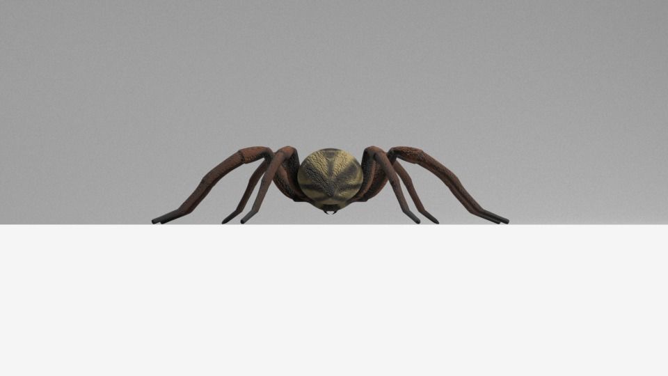 Wolf Spider Low-poly 3D model_6