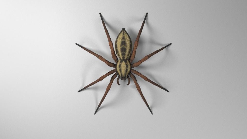 Wolf Spider Low-poly 3D model_7