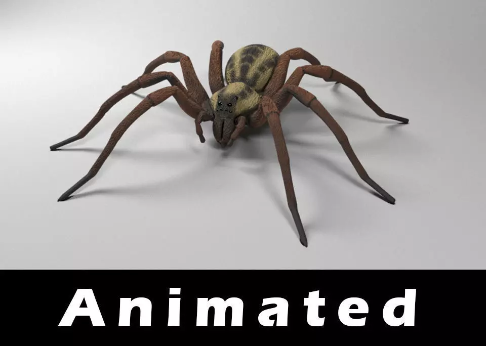 Wolf Spider Low-poly 3D model_0