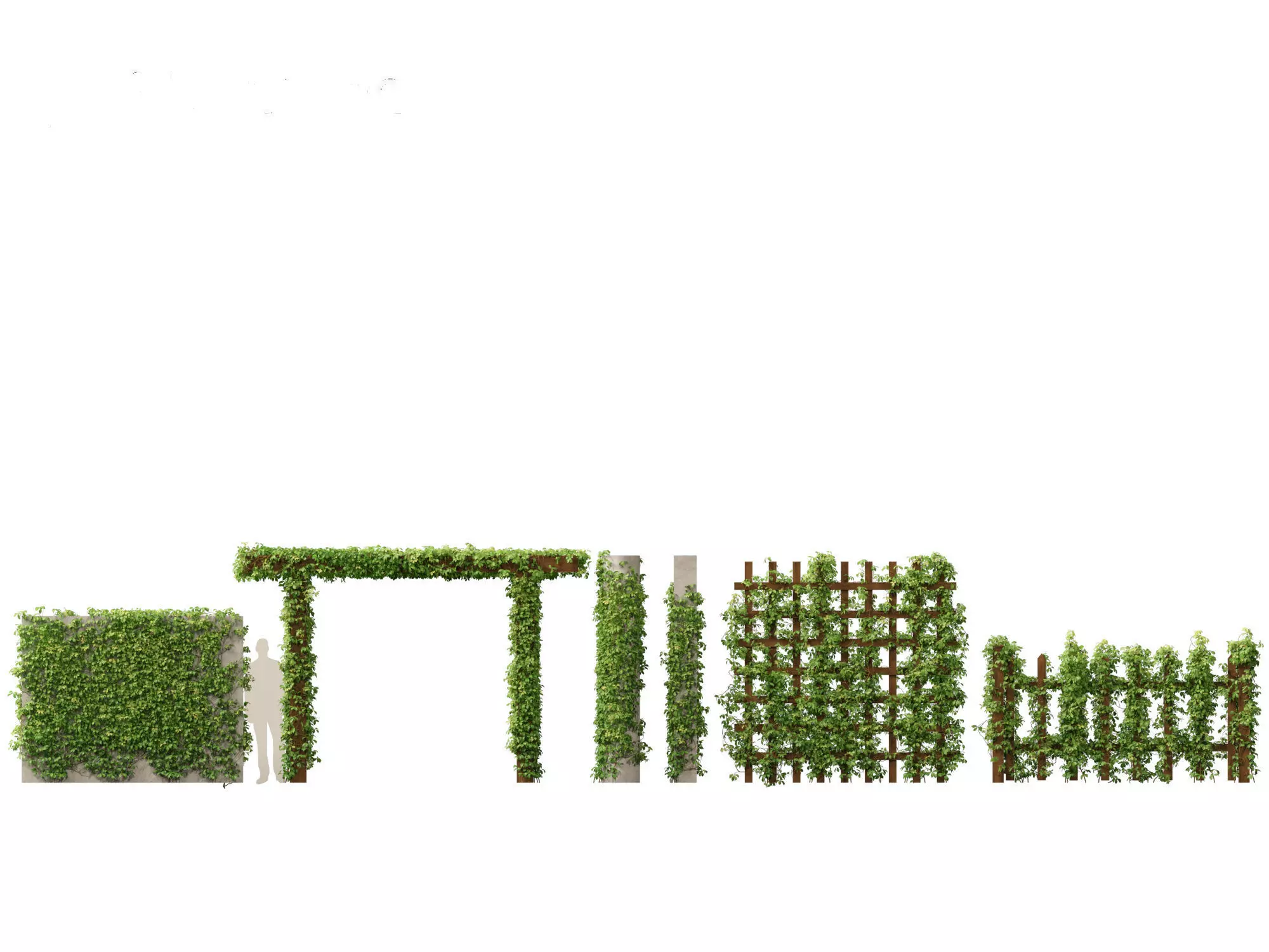 Virginia Creeper - Parthenocissus quinquefolia 3D model
