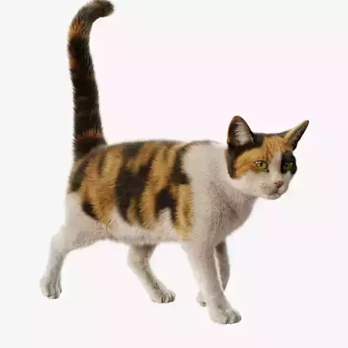 Cat Calico Rigged Animated 3D model