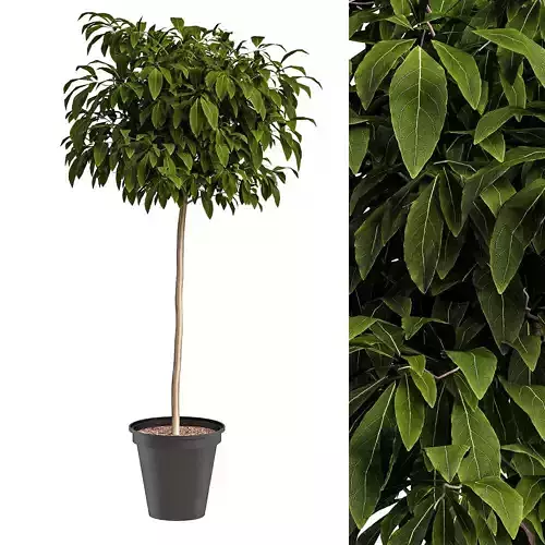 Bushes for interior 1