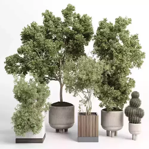 Collection indoor outdoor plant 405 plant tree 