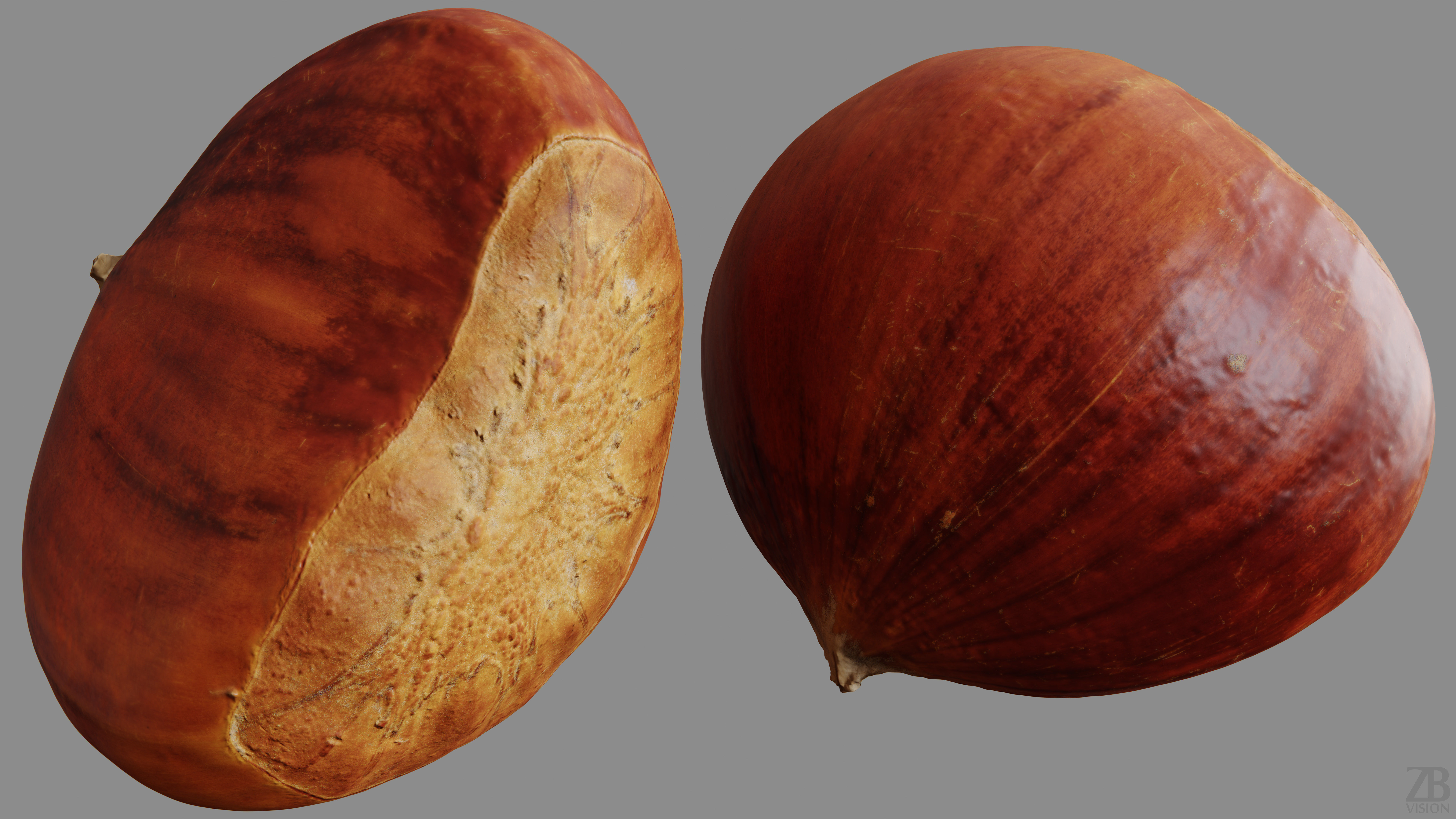 Chestnut 3D model_9