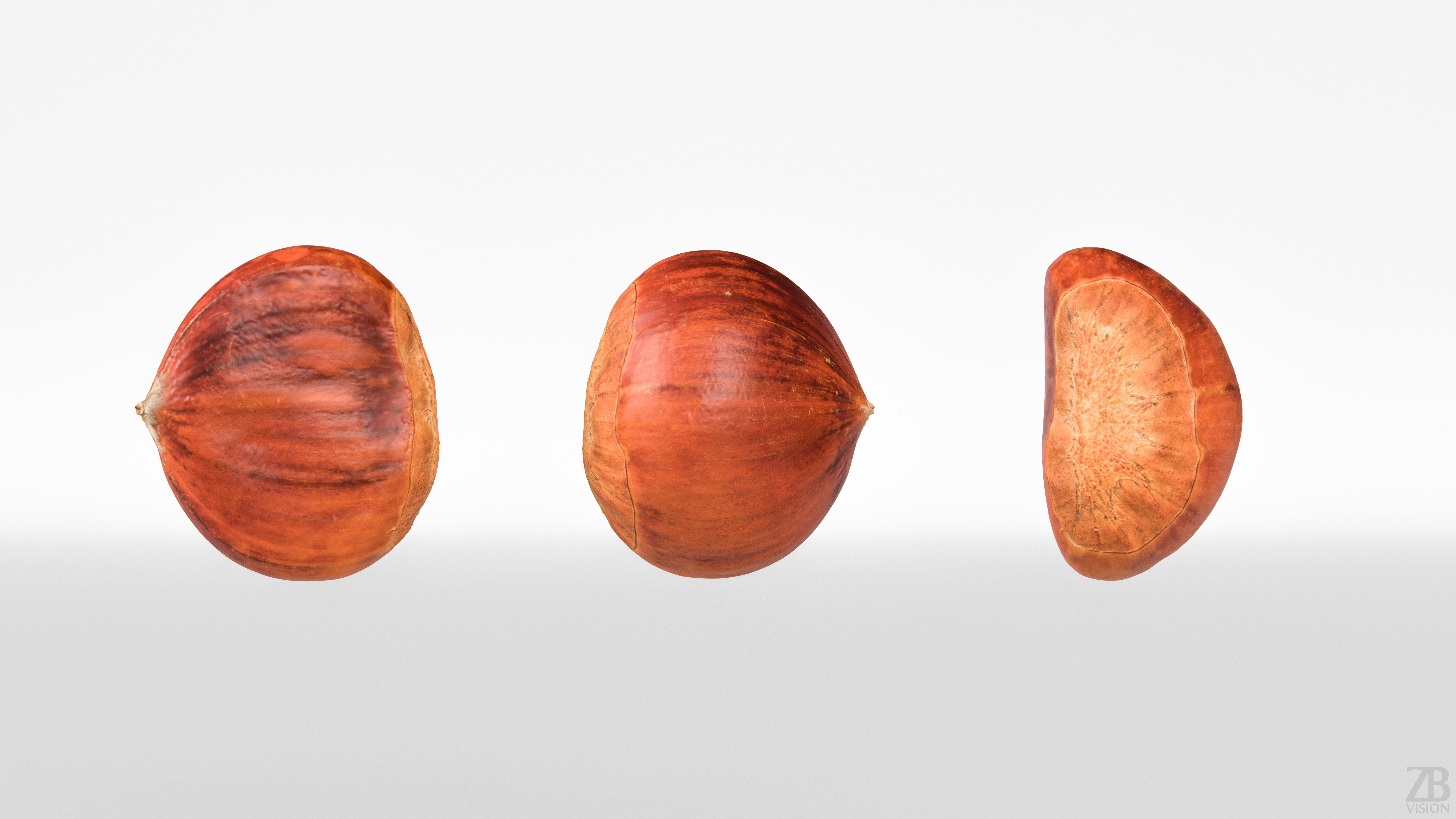 Chestnut 3D model_4