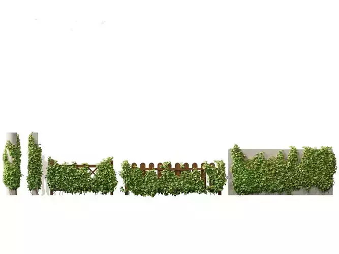 Vitis Coignetiae - Crimson Glory Vine