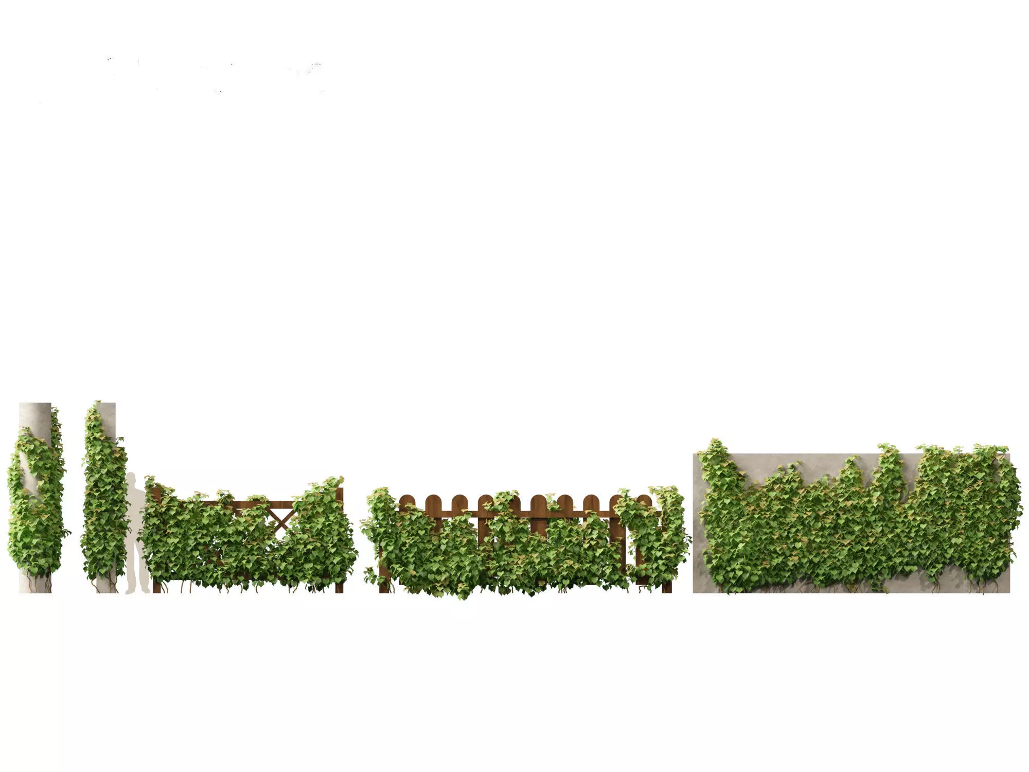 Vitis Coignetiae - Crimson Glory Vine 3D model