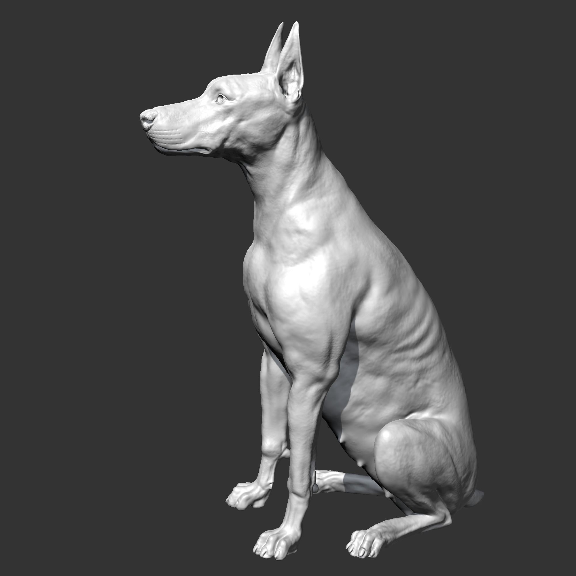 Doberman sitting AM21 3D print model 3D print model_4