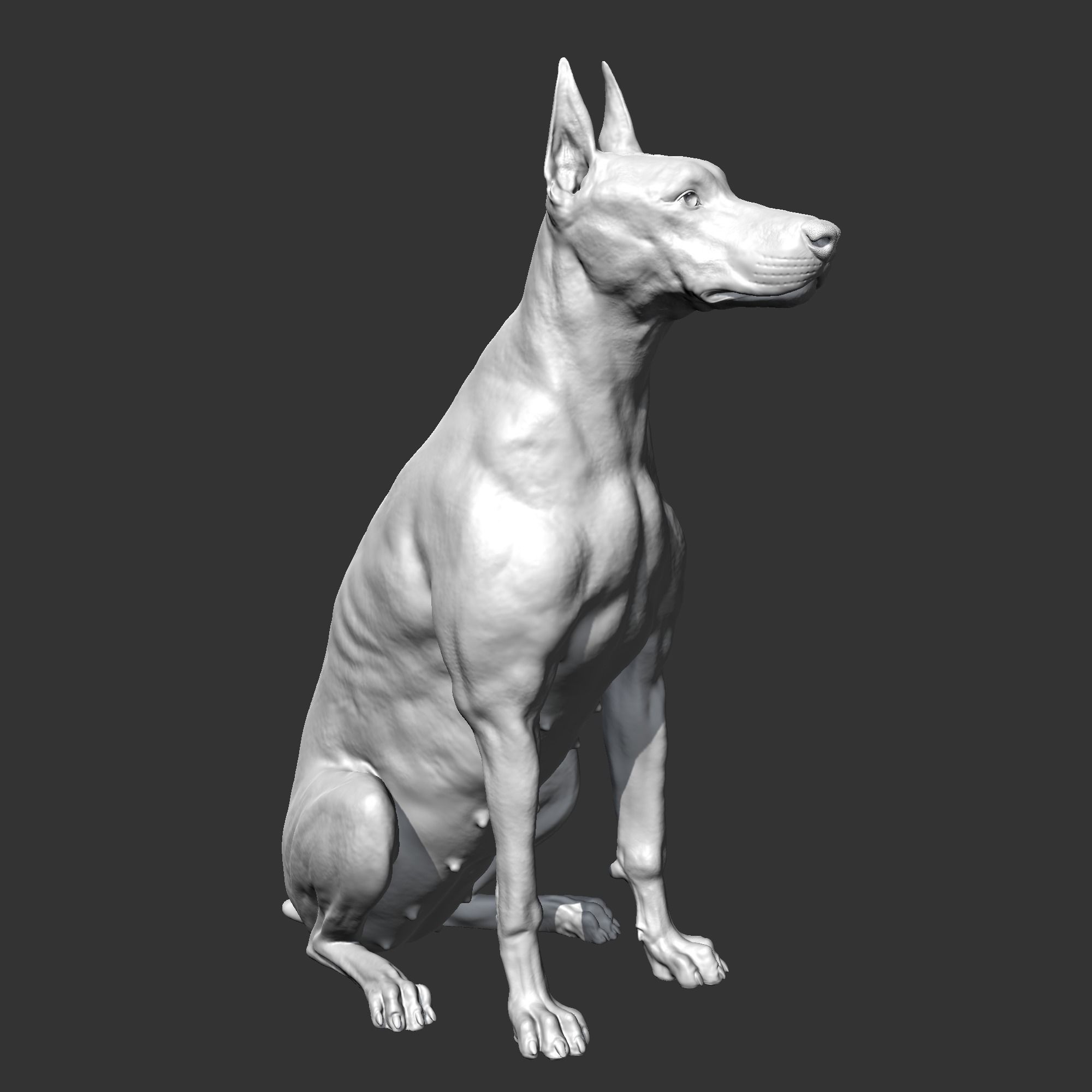 Doberman sitting AM21 3D print model 3D print model_8