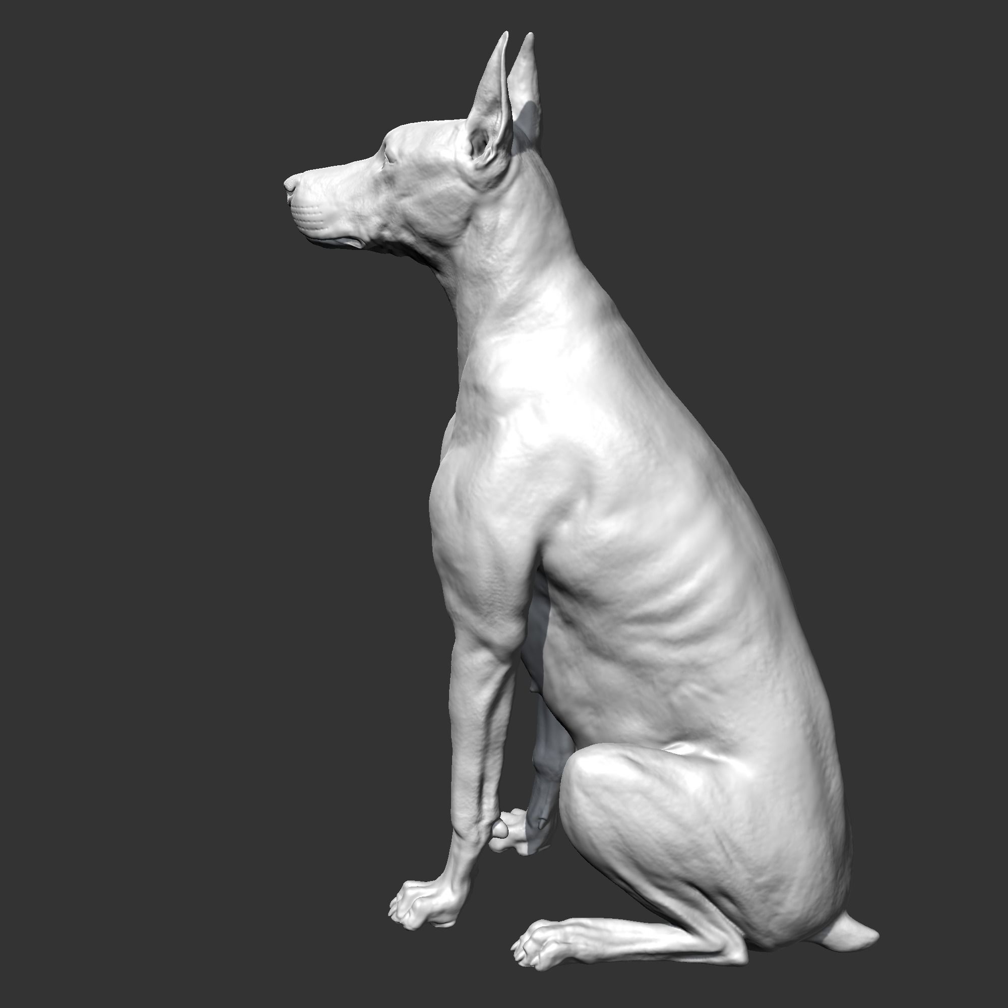Doberman sitting AM21 3D print model 3D print model_5
