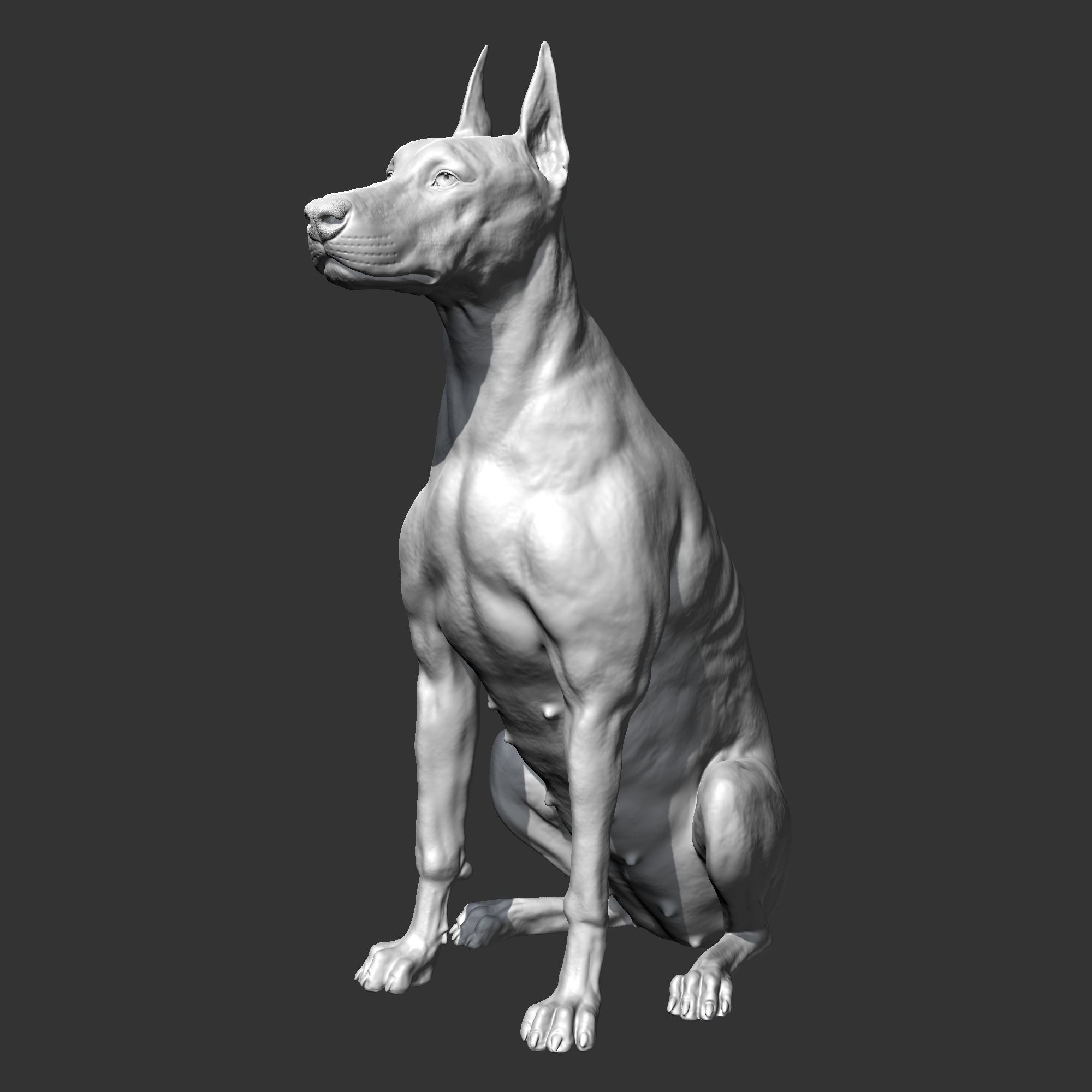 Doberman sitting AM21 3D print model 3D print model_3