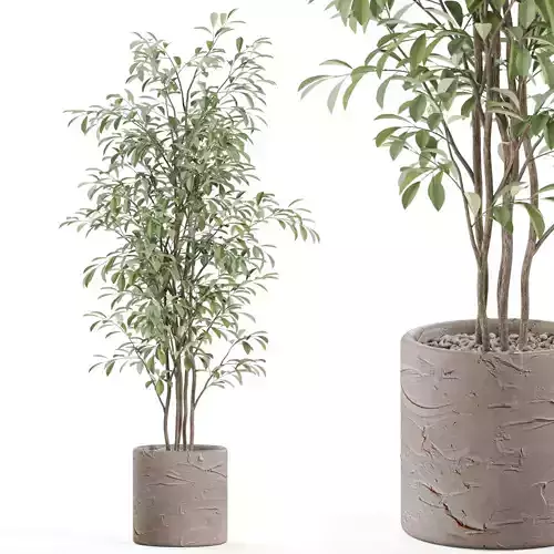 Plants collection 978 3D model