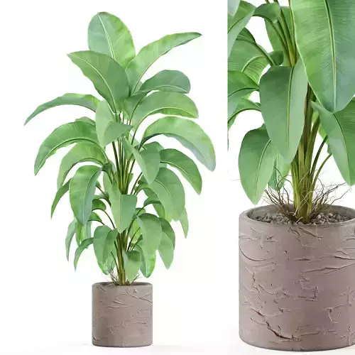 Plants collection 979 3D model