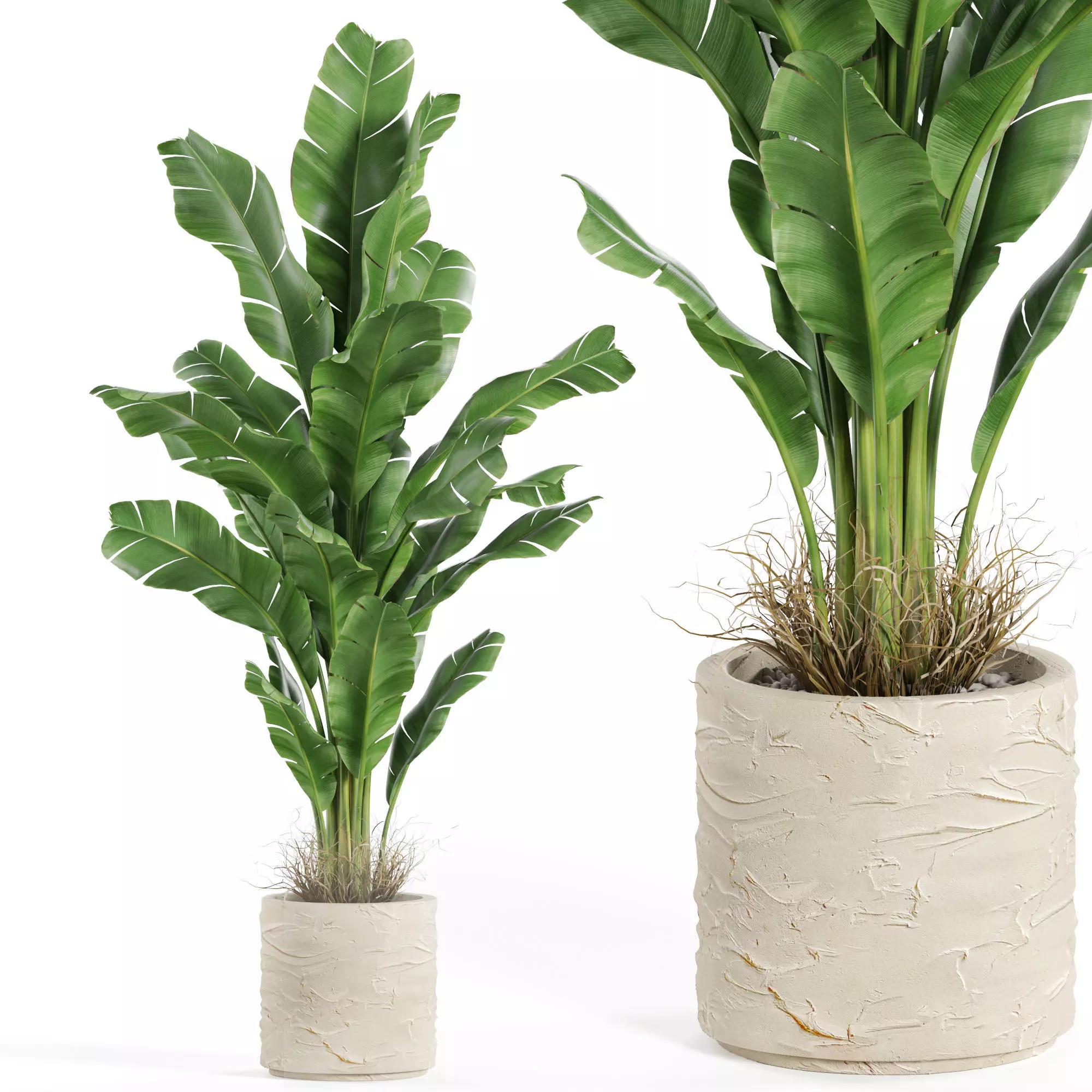 Plants collection 984 3D model