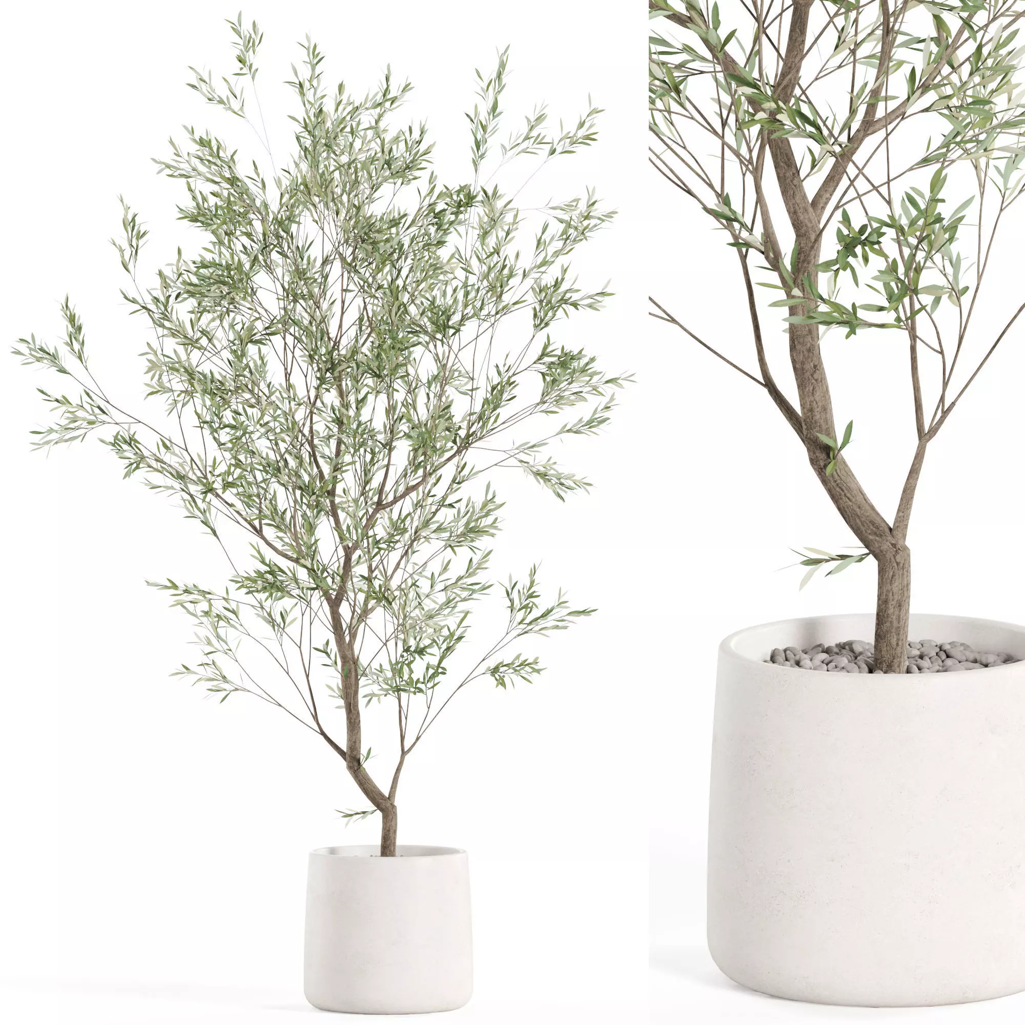 Plants collection 985 3D model