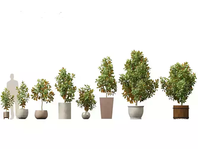 Magnolia grandiflora Teddy Bear 01