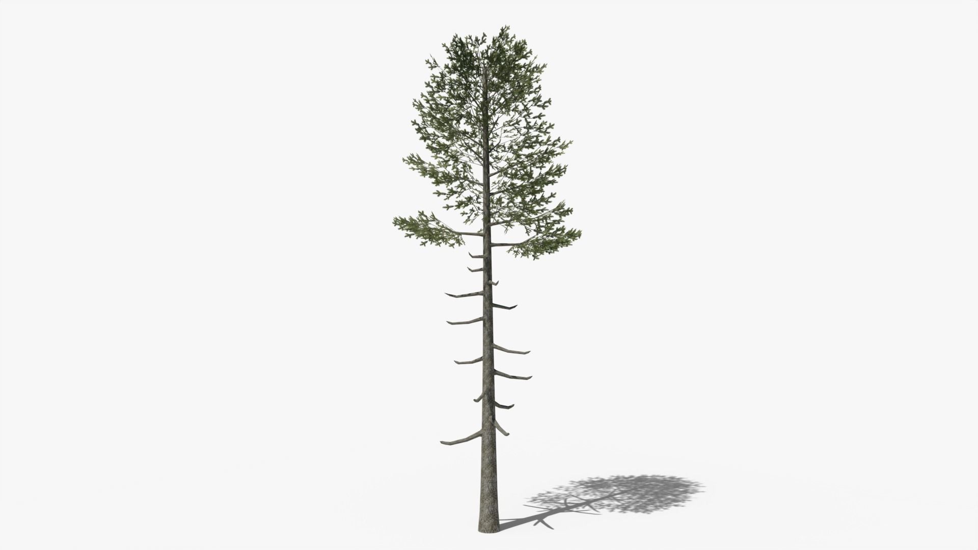 Lowpoly Pine v6 Low-poly 3D model_5