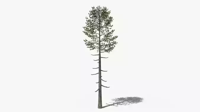 Lowpoly Pine v6 Low-poly 3D model