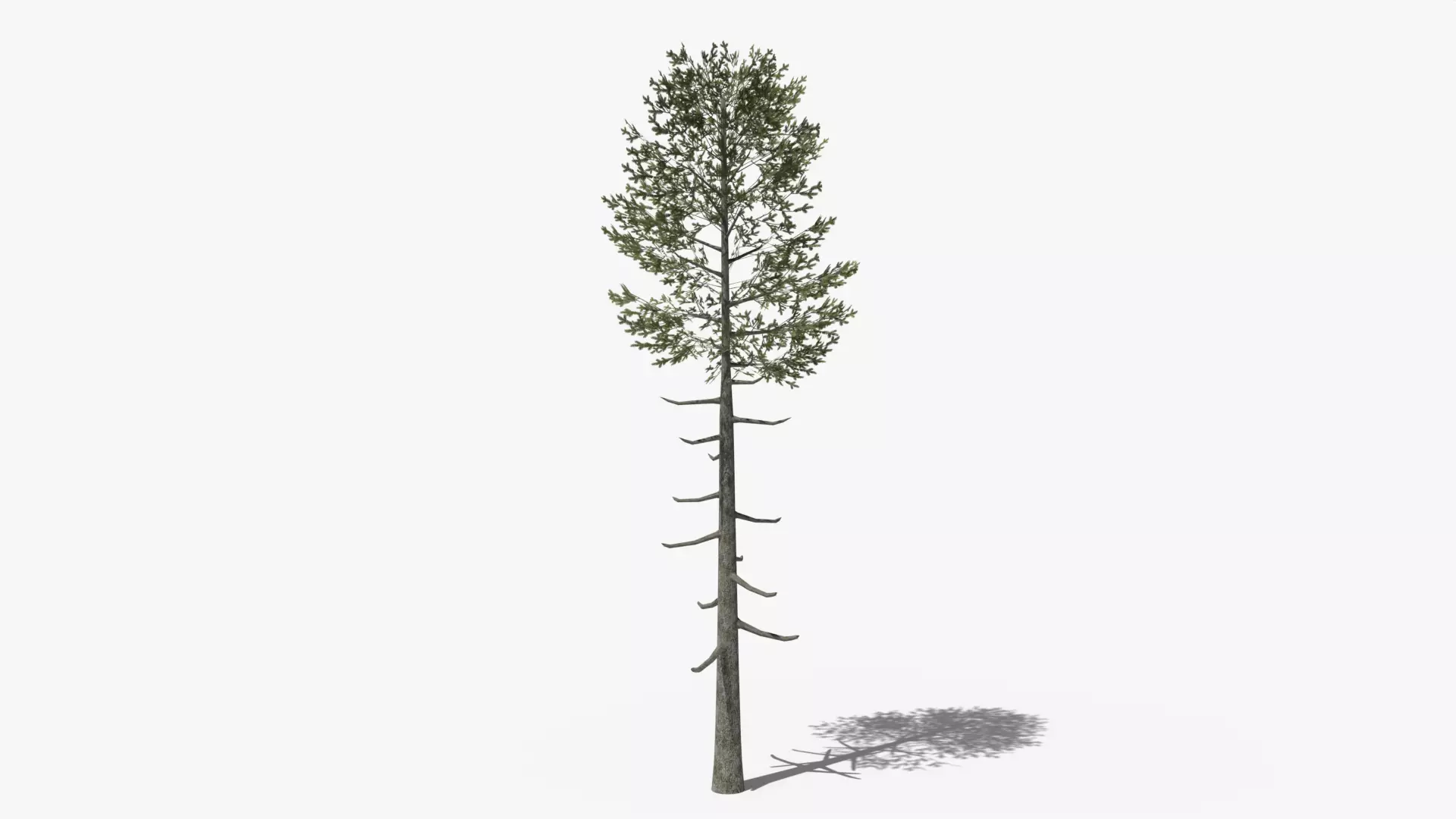Lowpoly Pine v6 Low-poly 3D model_0