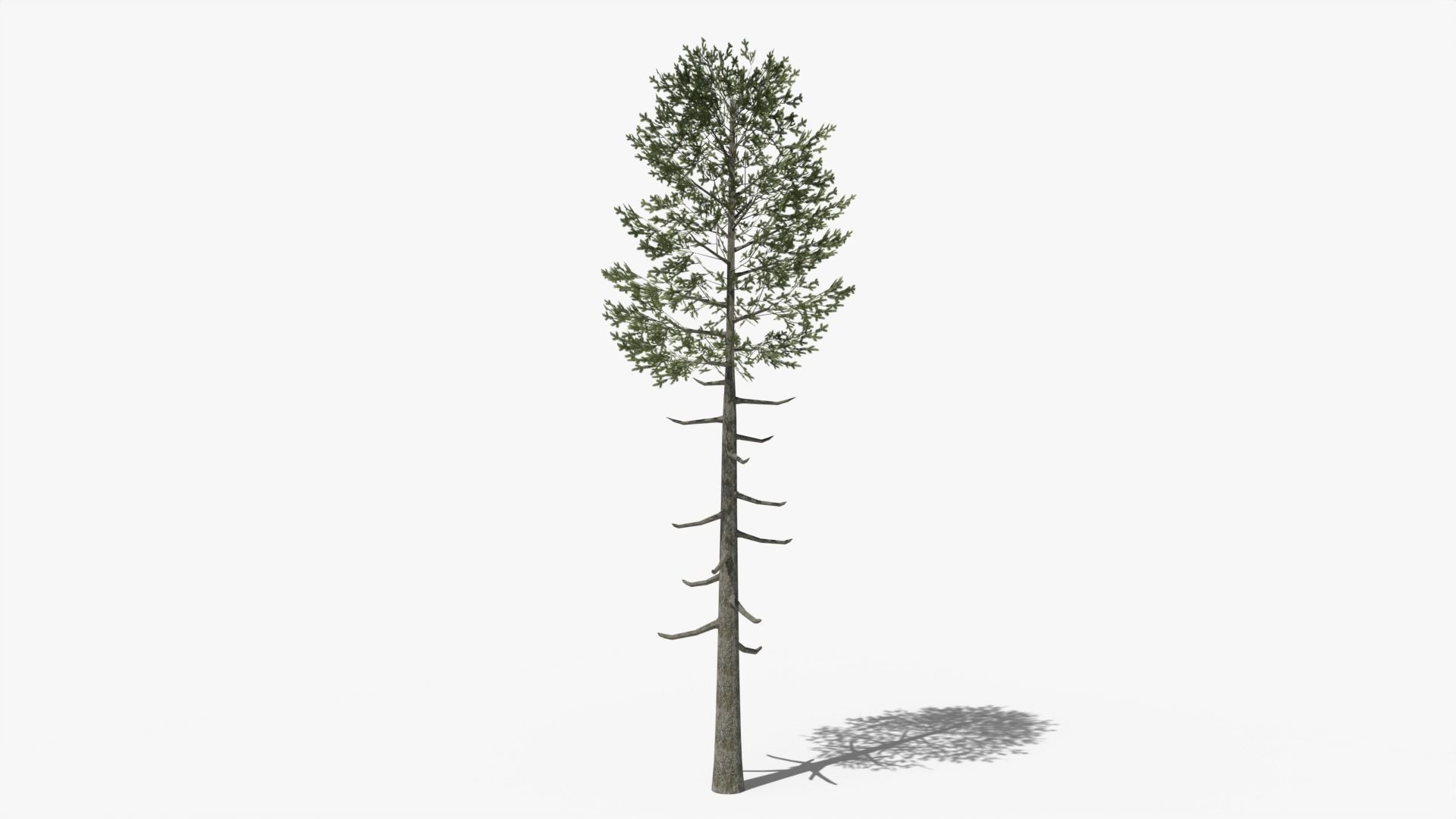 Lowpoly Pine v6 Low-poly 3D model_3